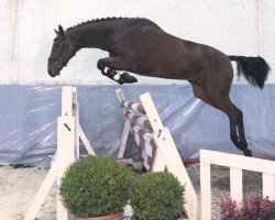 jumper Levello (Hanoverian, 2011, from Levisonn 208 FIN)