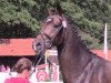 broodmare Frida Gold OH (Westphalian, 2012, from Franziskus FRH)