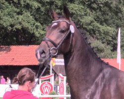 broodmare Frida Gold OH (Westphalian, 2012, from Franziskus FRH)