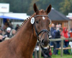 dressage horse Fritz Santinus (Hanoverian, 2013, from Franziskus FRH)