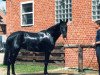 broodmare Shannon (Hanoverian, 1995, from Sherlock Holmes)