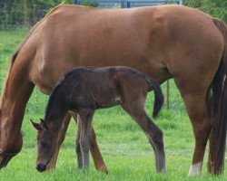 broodmare Ring of Sapphire (Hanoverian, 2003, from Rohdiamant)