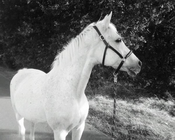 horse Macheara (Arabian, 1991, from Mardschan 1982 ox)