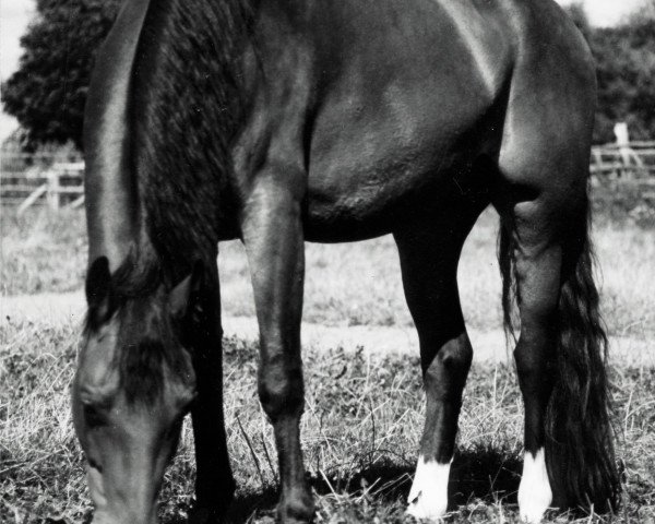 broodmare Jenny (Hanoverian,  )