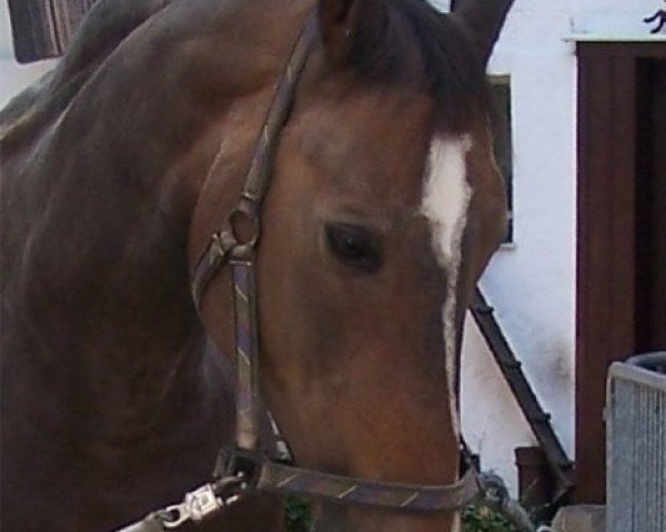 broodmare Pussycat (Württemberger, 1991, from Pikfein)