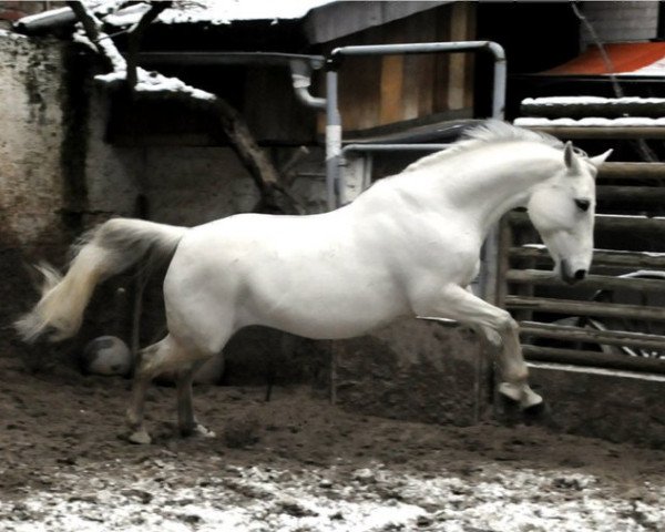 broodmare Dahlia (Czech Warmblood, 1997, from Belendek xx)