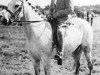 Zuchtstute Ceulan Silver Lustre (Welsh Pony (Sek.B), 1938, von Incoronax ox)