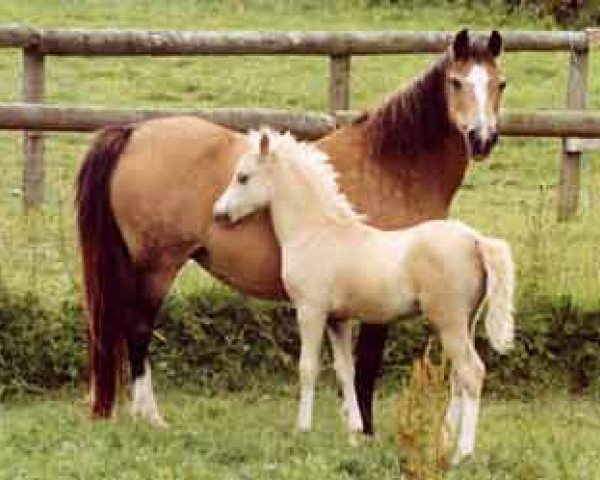 broodmare Rondeels Cavalla (Welsh mountain pony (SEK.A), 1972, from Twyford Thunder)