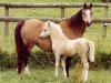 Zuchtstute Rondeels Cavalla (Welsh Mountain Pony (Sek.A), 1972, von Twyford Thunder)