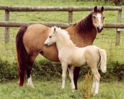 Zuchtstute Rondeels Cavalla (Welsh Mountain Pony (Sek.A), 1972, von Twyford Thunder)