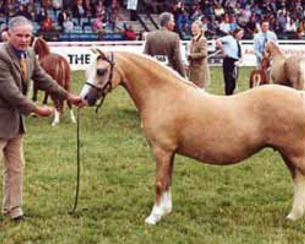 Zuchtstute Ceulan Cariad (Welsh Mountain Pony (Sek.A), 1988, von Twyford Sprig)