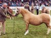 broodmare Ceulan Cariad (Welsh mountain pony (SEK.A), 1988, from Twyford Sprig)