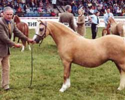 broodmare Ceulan Cariad (Welsh mountain pony (SEK.A), 1988, from Twyford Sprig)