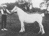 Zuchtstute Seren Ceulan (Welsh Mountain Pony (Sek.A), 1910, von Total)