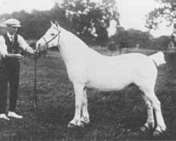 Zuchtstute Seren Ceulan (Welsh Mountain Pony (Sek.A), 1910, von Total)