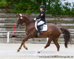 dressage horse Dark Chestnut 2 (Oldenburg, 2006, from Dr Doolittle 45)