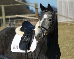 dressage horse Donata (Trakehner, 2012, from Singolo)