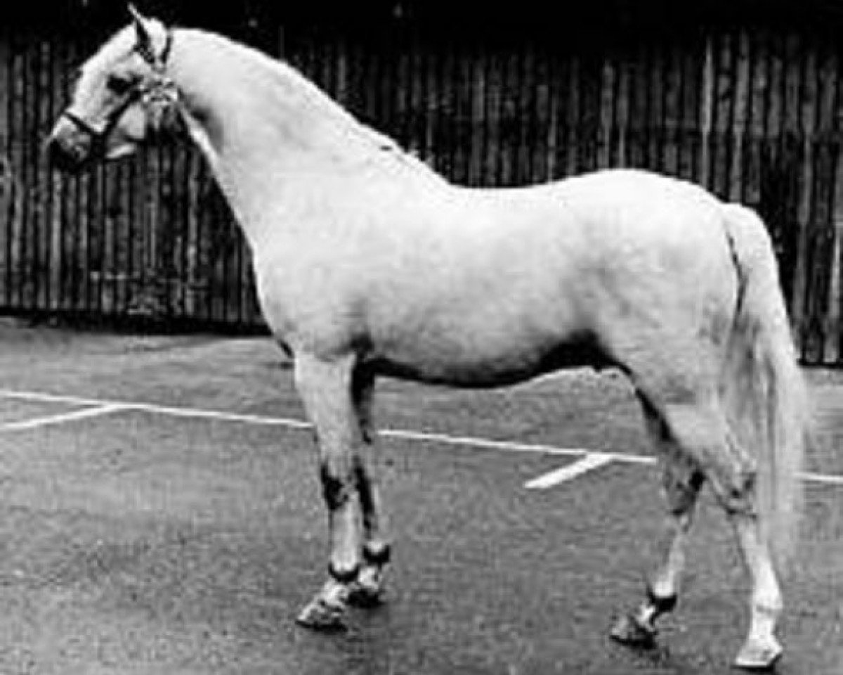 stallion Tetworth Massine (Welsh-Pony (Section B), 1970, from Lydstep Barn Dance)