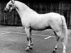 stallion Tetworth Massine (Welsh-Pony (Section B), 1970, from Lydstep Barn Dance)