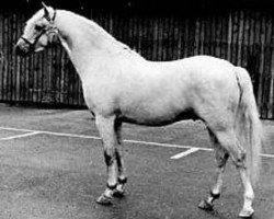 Deckhengst Tetworth Massine (Welsh Pony (Sek.B), 1970, von Lydstep Barn Dance)