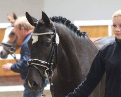 dressage horse Now or Never (German Riding Pony, 2012, from Nadir vom Splitting WE)