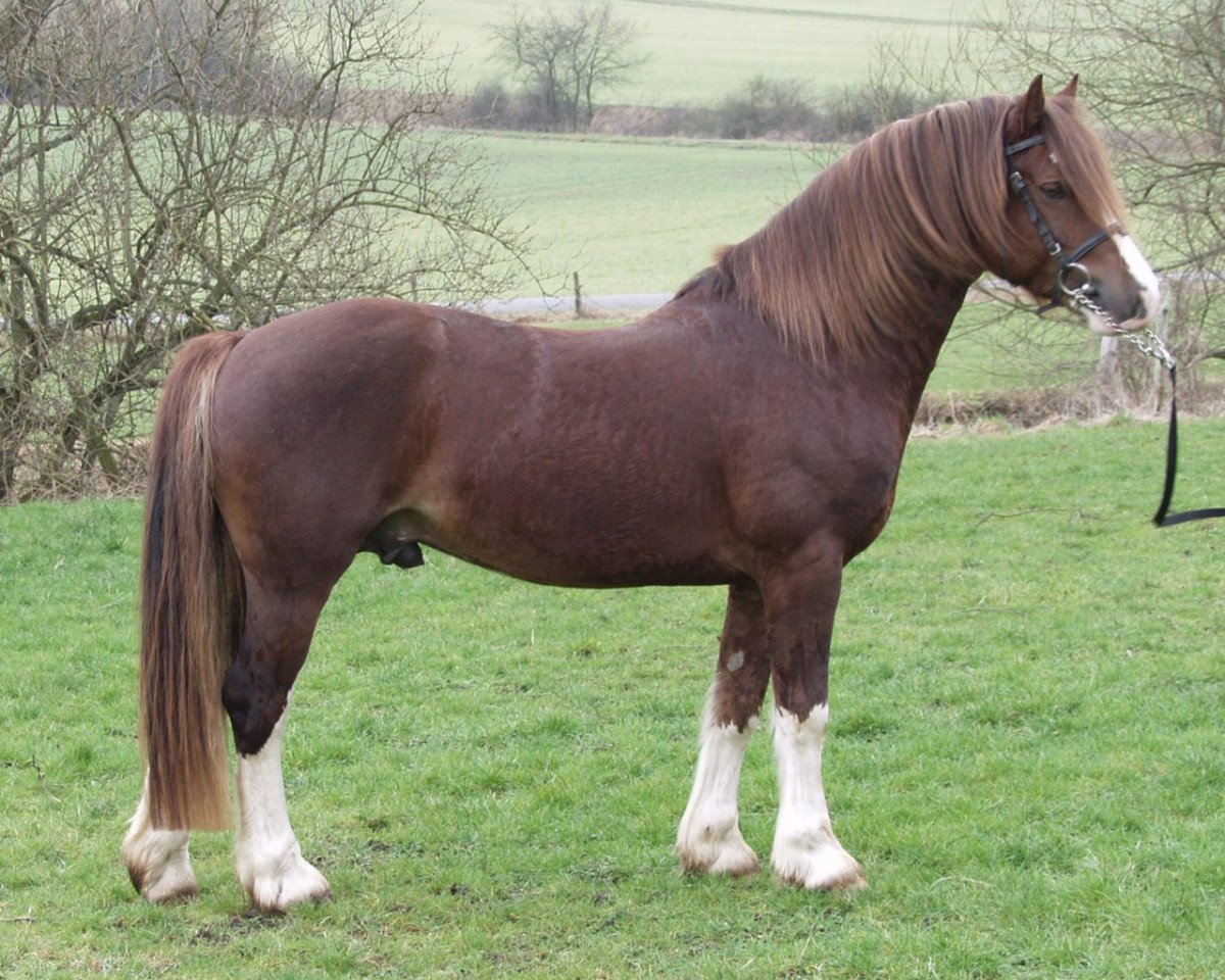 Pferd Zest Mister Zap (Welsh-Cob (Sek. D), 2001, von Gwastad Mabon Mai)