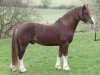 Pferd Zest Mister Zap (Welsh-Cob (Sek. D), 2001, von Gwastad Mabon Mai)
