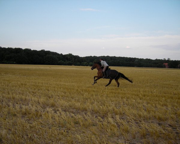 horse Rachel Sly (Westphalian, 2000, from Rocco Parocco)