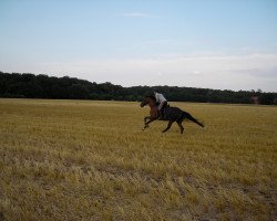 horse Rachel Sly (Westphalian, 2000, from Rocco Parocco)