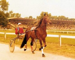 Pferd Sam Avon (NL) (Traber, 1976, von Brogan 4648-D (US))