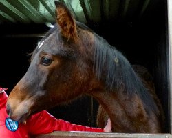 broodmare Simsalabim (Westphalian, 2015, from Sir Heinrich OLD)