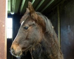 dressage horse Salitos (Westphalian, 2015, from Samarino H)