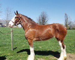 Pferd Willow Way Riley (Clydesdale, 2017, von Willow Way Firestone)