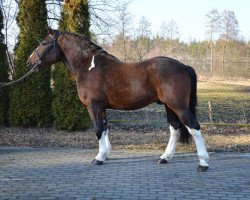 jumper Szafir (Polish Warmblood, 2013)