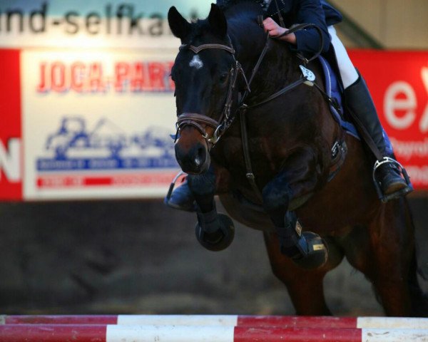 Springpferd Djamara (Deutsches Reitpony, 2002, von FS Don't Worry)