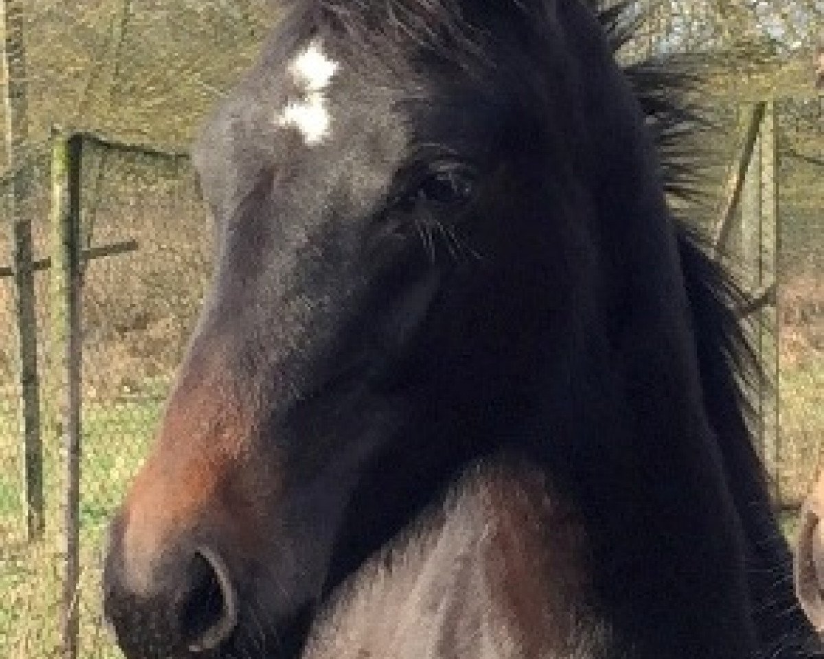 Zuchtstute Bellinis Black Thunder (Westfale, 2015, von Bellini Royal)