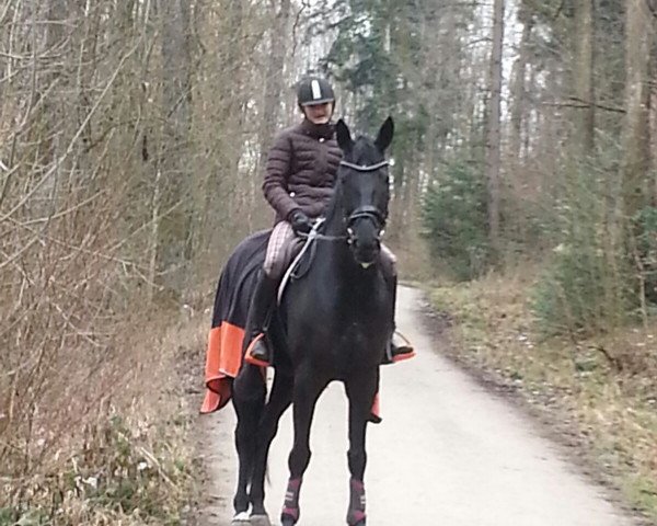 dressage horse Black Perl S (Hanoverian, 2009, from Benetton Dream FRH 1301)