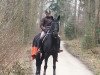 dressage horse Black Perl S (Hanoverian, 2009, from Benetton Dream FRH 1301)