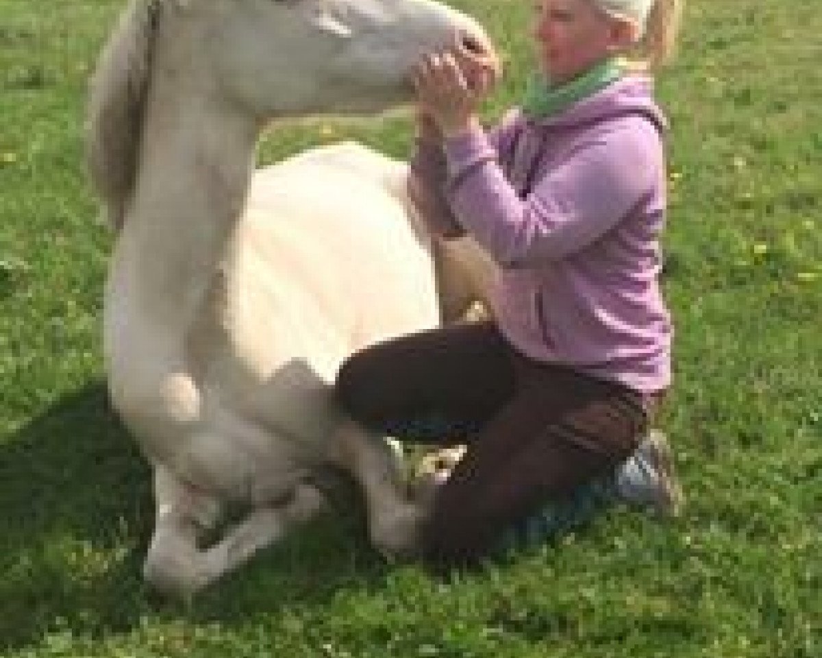 Zuchtstute Calimero's Champions League (Deutsches Reitpony, 2012, von Fs Calimero)