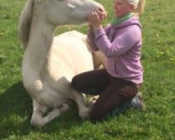 Zuchtstute Calimero's Champions League (Deutsches Reitpony, 2012, von Fs Calimero)