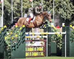 jumper Drumiller Lough (Irish Sport Horse, 2003, from Heartbreaker)