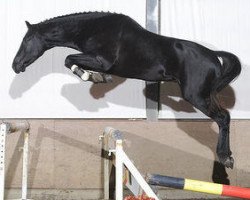 stallion Garlic Vh Kapelhof (Belgian Warmblood, 2006, from Tauber van het Kapelhof)