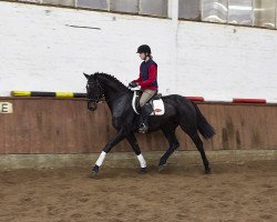 dressage horse Wallach von St. Moritz Junior (Hanoverian, 2012, from St. Moritz Junior)