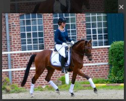 dressage horse Sandro's Pearl (German Riding Pony, 2012, from Sandro Hit)