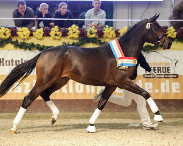 dressage horse Donauschall (Mecklenburg, 2013, from Destano)