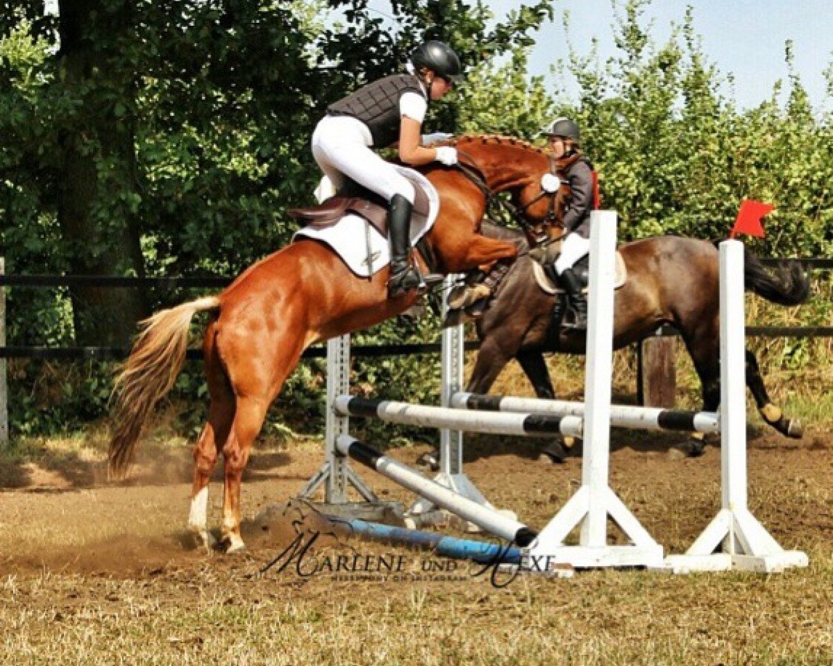 dressage horse Hexe 231 (German Riding Pony, 2000, from Aron N)