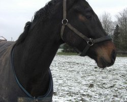 Pferd Haelo (KWPN (Niederländisches Warmblut), 2012, von Andretti)