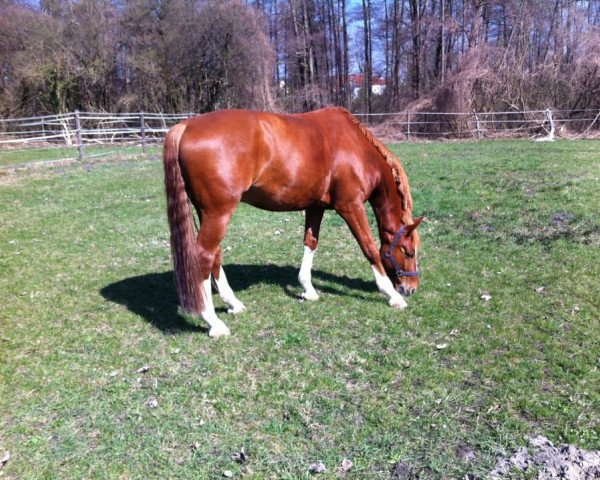 Pferd Rubinio di Leny (Württemberger, 2004, von Roadstar)