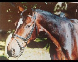 broodmare Raissa 58 (Westphalian, 1991, from Rolls Royce)