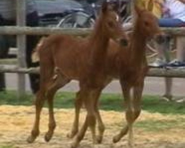 horse Domino Fox (Hanoverian, 2001, from Donnerhall)